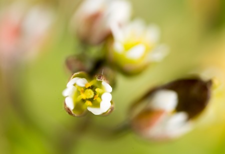 Beautiful little white flower in nature. macroの写真素材