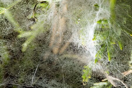 drops of dew on a spider web as a backgroundの写真素材