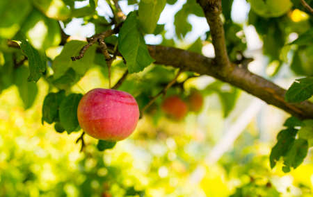 a ripe apple on a tree branch in the gardenの写真素材