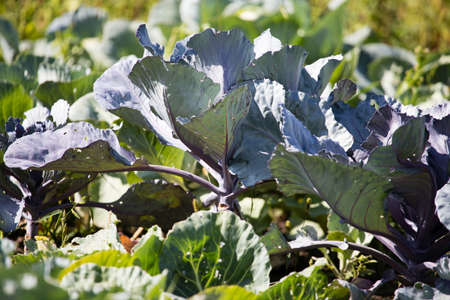 cabbage with large leaves in the garden