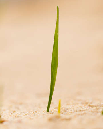 green grass in the sand in the natureの写真素材
