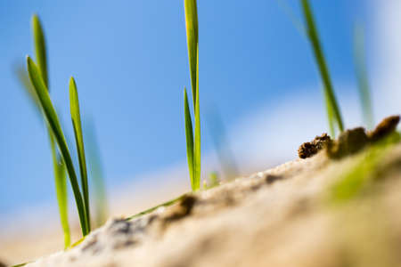 green grass in the sand in the natureの写真素材
