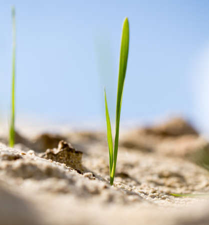 green grass in the sand in the natureの写真素材