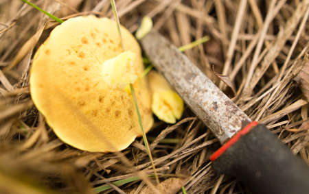 fresh edible mushroom in a forest in the natureの写真素材