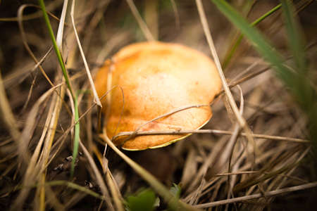 fresh edible mushroom in a forest in the natureの写真素材