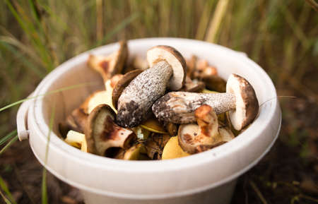 fresh edible mushroom in a forest in the nature