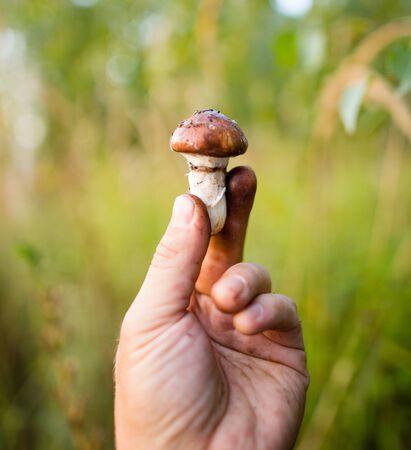 fresh edible mushroom in hand in the forestの写真素材