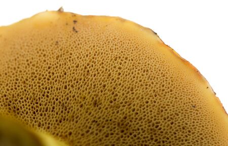 fresh edible mushroom on a white background
