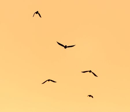 a flock of birds on the golden sunset .の写真素材