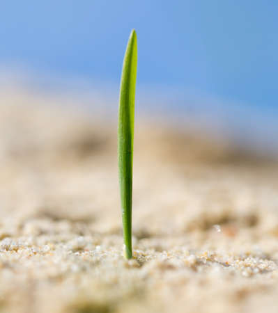 green grass in the sand in the nature .の写真素材