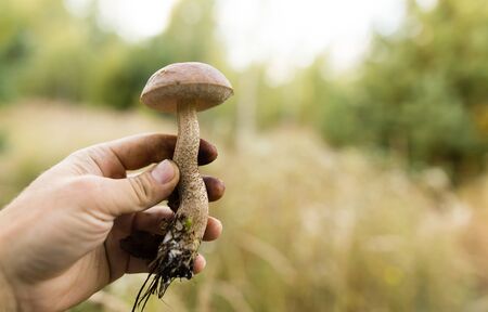 fresh edible mushroom in hand in the forestの写真素材