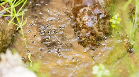 small bugs on the surface of the waterの写真素材