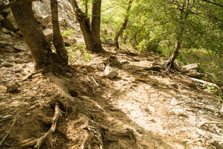 trees along a mountain river in natureの写真素材