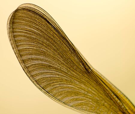 wings of a dragonfly in nature