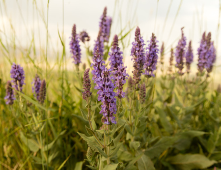beautiful landscape with purple flowers in natureの写真素材