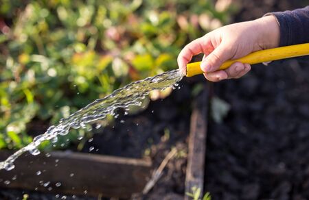 splashing water from a hose in the gardenの写真素材