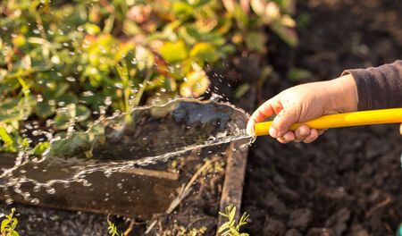 splashing water from a hose in the gardenの写真素材