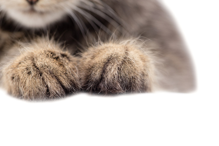 paws of a cat on a white background .の写真素材