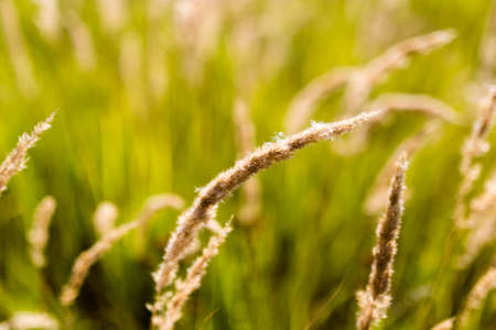 ears of grass on autumn in nature .の写真素材