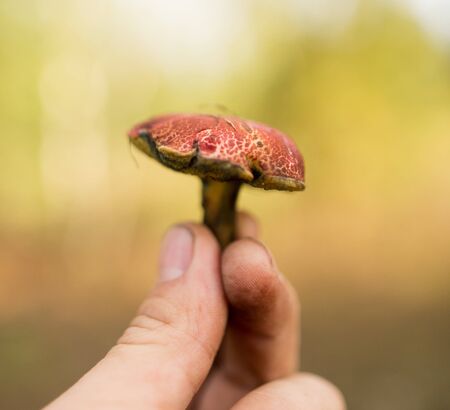 fresh edible mushroom in hand in the forest .の写真素材