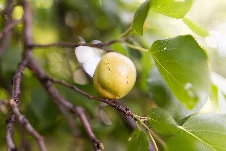 Ripe juicy apricot on a tree branchの写真素材