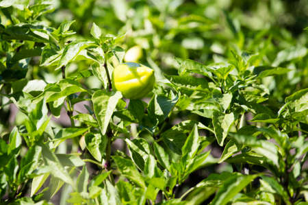 green peppers in the garden in the nature .の写真素材