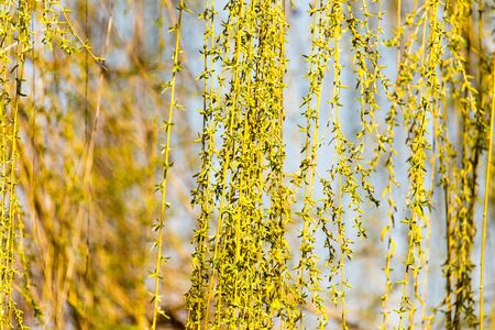 yellow flowers on willow branches in nature .