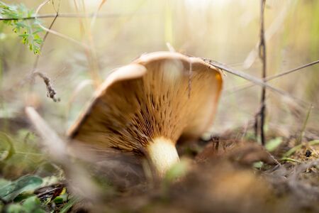 fresh edible mushroom in a forest in the nature .の写真素材