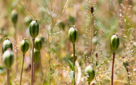 closed flower bud of opium poppy in nature .の写真素材