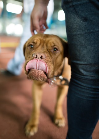 a portrait of a thoroughbred dog in natureの写真素材