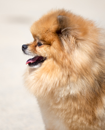 a portrait of a thoroughbred dog in natureの写真素材