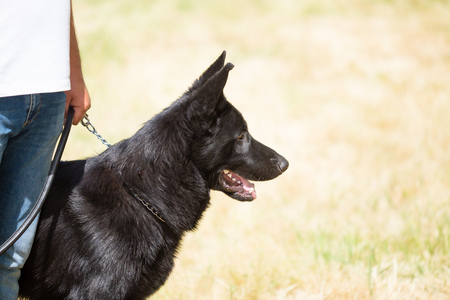 a portrait of a thoroughbred dog in natureの写真素材