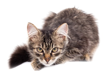 portrait of a cat on a white background .の写真素材