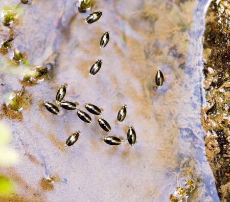 small bugs on the surface of the water .の写真素材