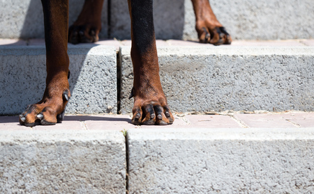 The dog's paws on the concrete steps of the staircase .の写真素材