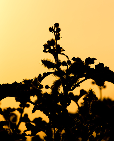 silhouette of a plant on a golden sunset .の写真素材