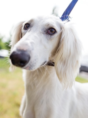 a portrait of a thoroughbred dog in natureの写真素材