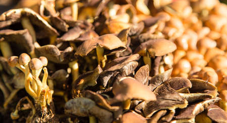 many inedible mushrooms in nature as background .