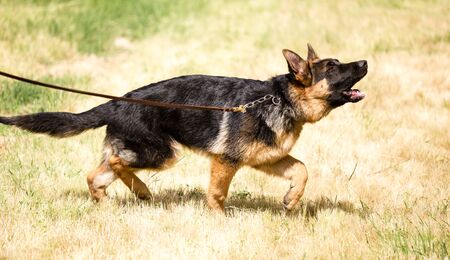 a portrait of a thoroughbred dog in natureの写真素材