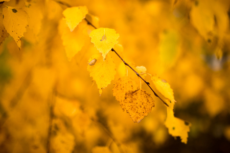 beautiful leaves on a tree in autumn .の写真素材