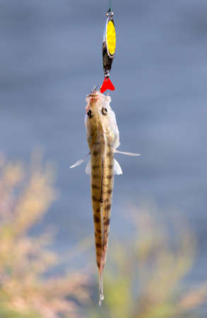 the fisherman caught the fish on the bait .の写真素材