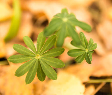 green leaves on the grass in autumn .