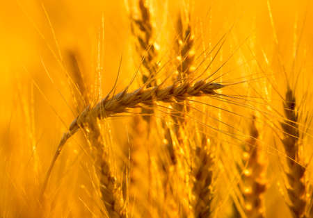 yellow ears of wheat at sunset in nature .の写真素材