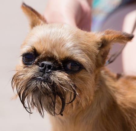 a portrait of a thoroughbred dog in natureの写真素材