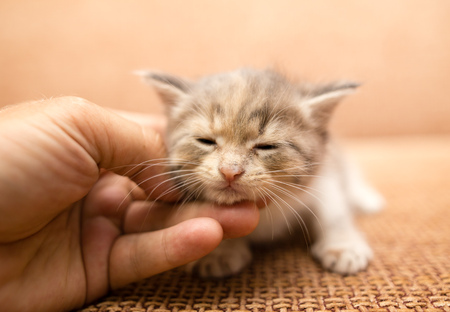 petting of a small kitten by hand .の写真素材