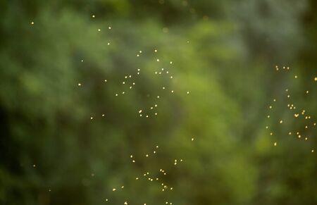 midges in the sun in the nature .の写真素材