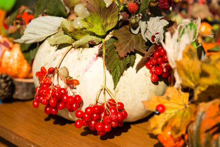 Pumpkin harvest in the garden in the natureの写真素材