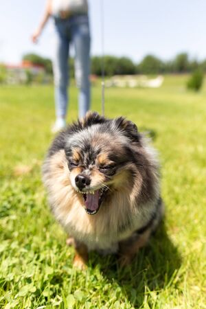 a portrait of a thoroughbred dog in natureの写真素材