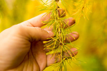 yellow needles on a tree in the natureの写真素材