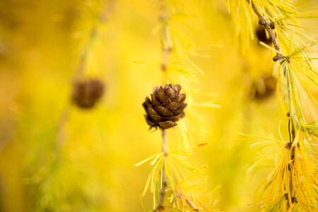 bump on a tree in the nature .の写真素材